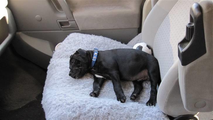 Staffordshire bull terrier Asuki - Nej jeg skal ikke ha sele på. Det her er min seng i min autocamper billede 11