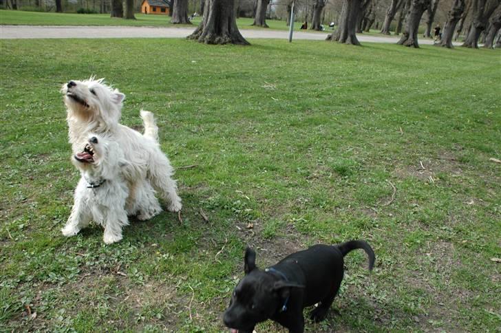 Staffordshire bull terrier Asuki - Nu er det nok! 2 hoveder og 6 ben!!! No way, jeg er smuttet. Den hund er sq for underlig. billede 12