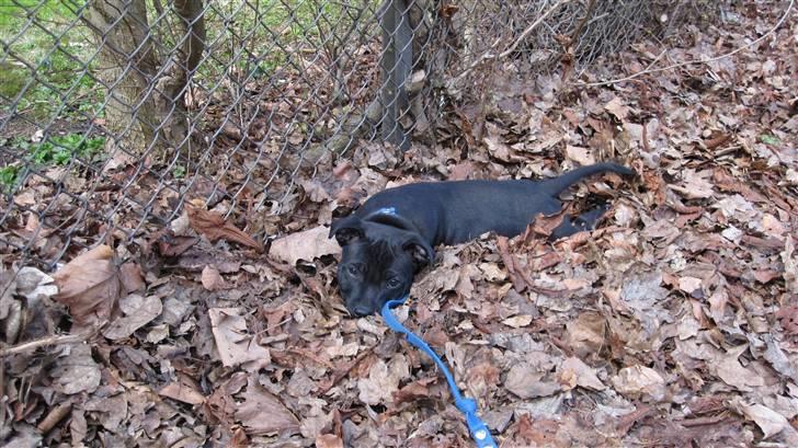 Staffordshire bull terrier Asuki - Glem det! Jeg blir her. billede 14