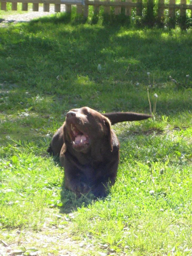 Labrador retriever  Apernille´s Vita (Asta) - smukke brune asta pasta billede 7