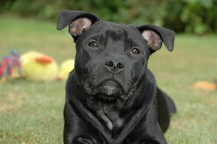 Staffordshire bull terrier Asuki - Asuki 5 1/2 md gammel billede 15