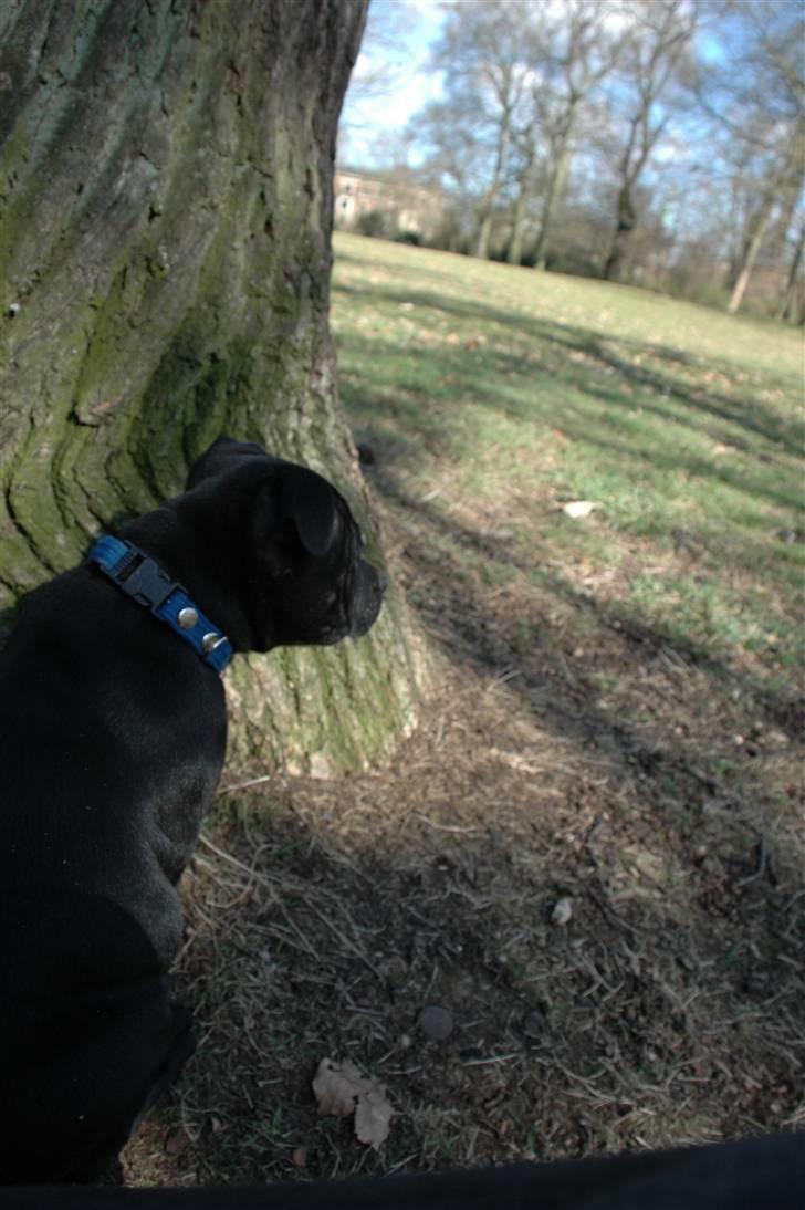 Staffordshire bull terrier Asuki - Asuki på lur. Pas på skoene... billede 16