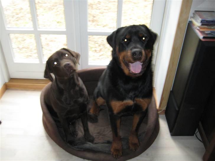 Labrador retriever  Apernille´s Vita (Asta) - asta og canto billede 9