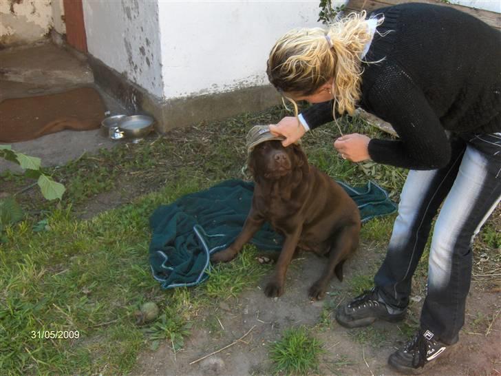 Labrador retriever  Apernille´s Vita (Asta) billede 10