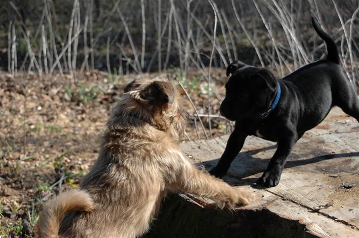 Staffordshire bull terrier Asuki - Skal vi lege?  billede 17