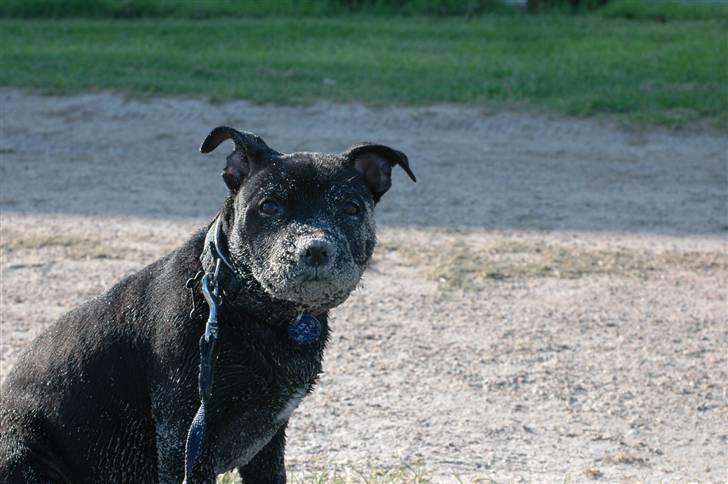 Staffordshire bull terrier Asuki - En lille vandhu...  øhh sandhund billede 18