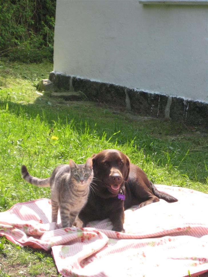 Labrador retriever  Apernille´s Vita (Asta) billede 11