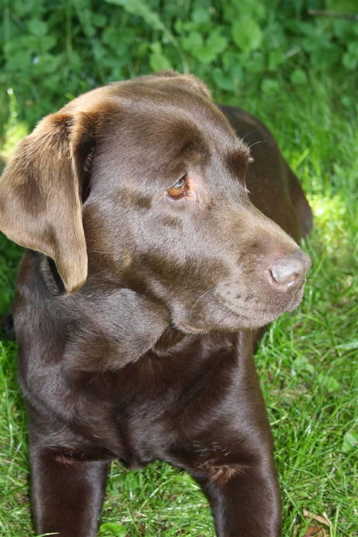 Labrador retriever  Apernille´s Vita (Asta) billede 5