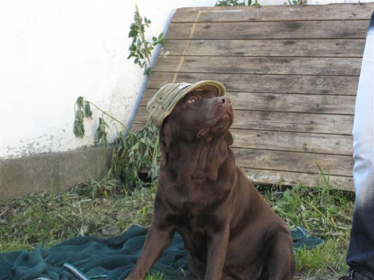 Labrador retriever  Apernille´s Vita (Asta) - du mener bare ikke seriøs at jeg skal have den her kasket på idag, vel billede 1