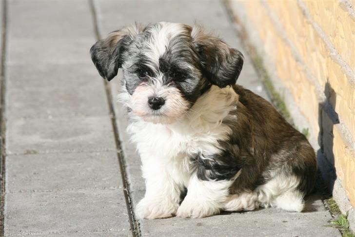 Bichon havanais Glerup's Bibi - velkommen til Bibi´s profil! (:  billede 1