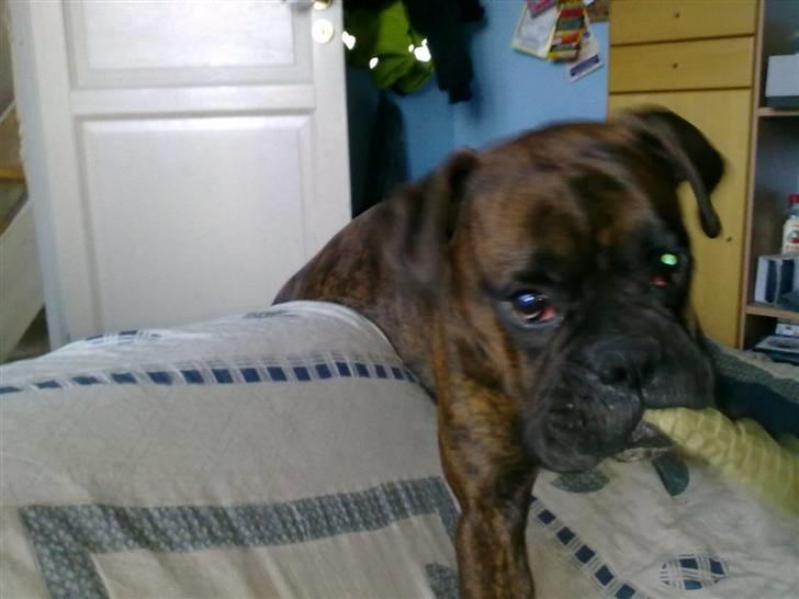 Boxer Mario  - "Jeg kan da sagtens komme op her" billede 11