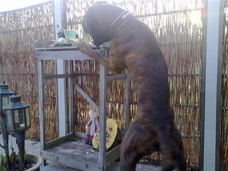 Boxer Mario  - "Jeg er helt sikker på at i har gemt bolden heroppe!!?" billede 12