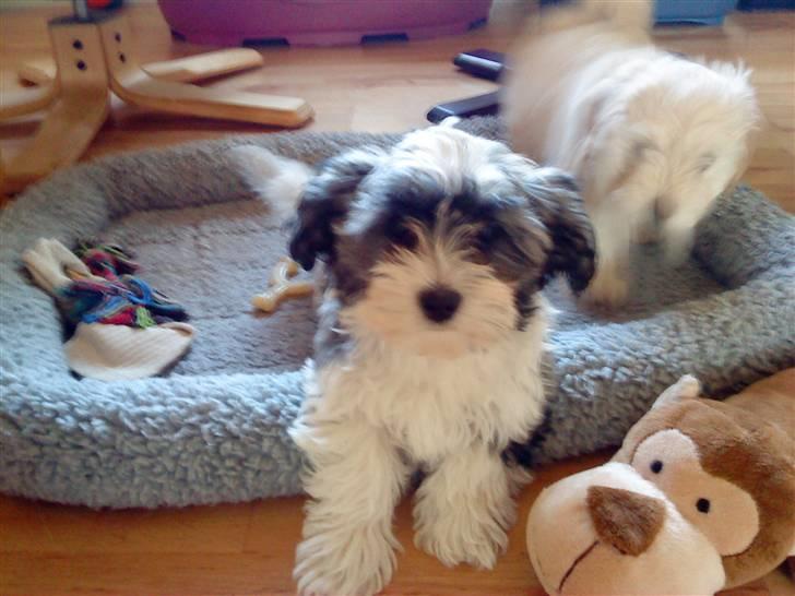 Bichon havanais Glerup's Bibi - Bibi i hendes kurv, da vi skulle hente hende (:  billede 2