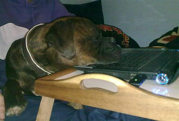 Boxer Mario  - Mario skal selvfølgelig følge med når jeg sidder på hundegalleri :) billede 13