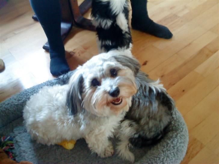 Bichon havanais Glerup's Bibi - Bibi´s Mor. -Calløe Pretty Bears´ Honey Bear (kaldt Dinna)  billede 3