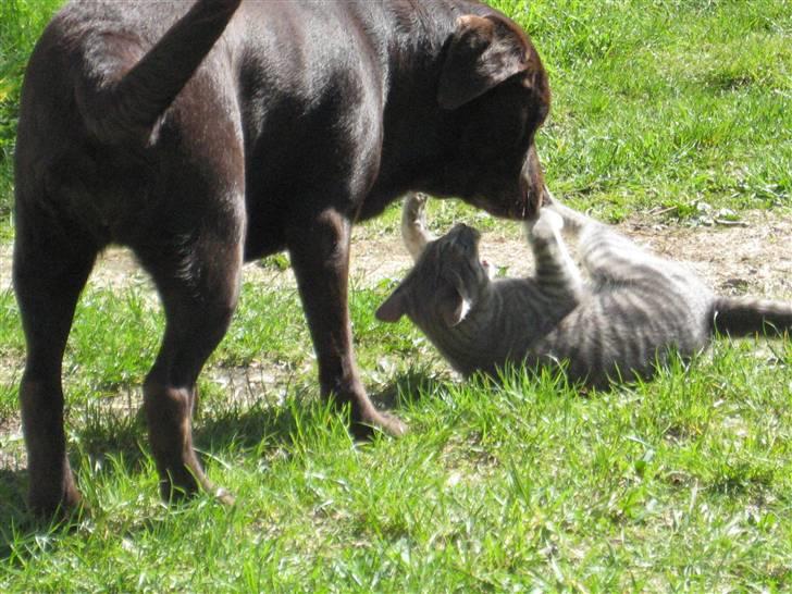 Labrador retriever  Apernille´s Vita (Asta) - du får bank, asta billede 15