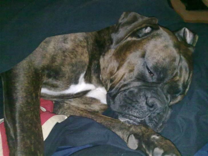 Boxer Mario  - Kl. 8 er alt for tidligt at stå op, kom igen når klokken er 12 !!  billede 14