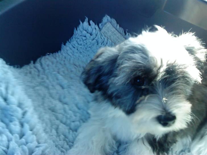 Bichon havanais Glerup's Bibi - i bilen på vej hjem (:  billede 4