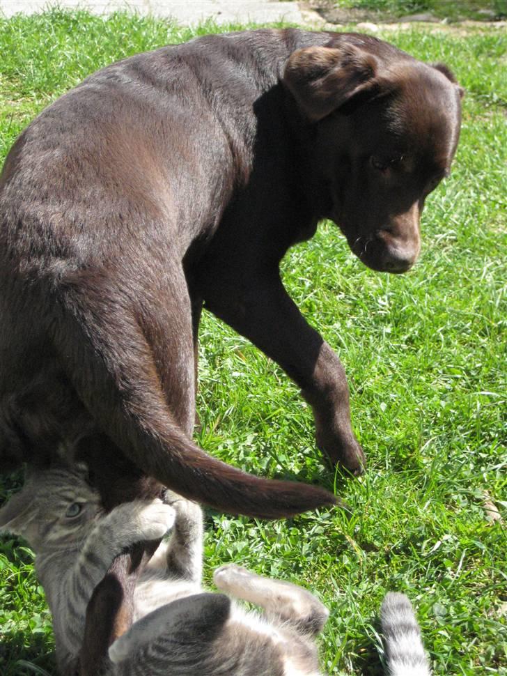 Labrador retriever  Apernille´s Vita (Asta) - jeg har dig, jeg giver ikke slip, du får bank asta billede 6