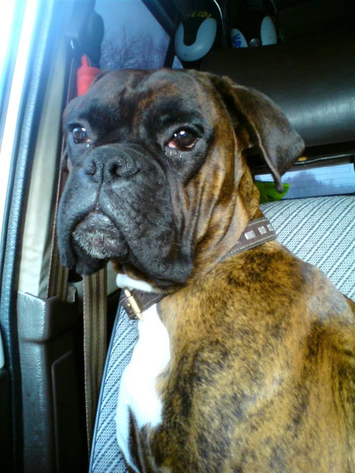 Boxer Mario  billede 15