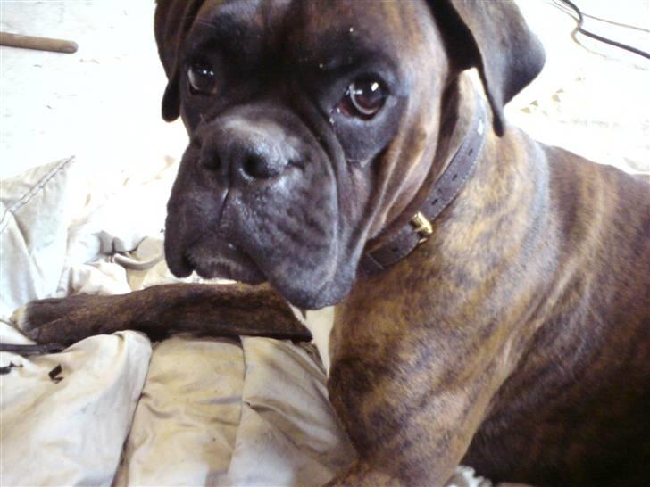 Boxer Mario  billede 16