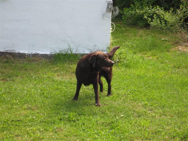Labrador retriever  Apernille´s Vita (Asta) billede 16