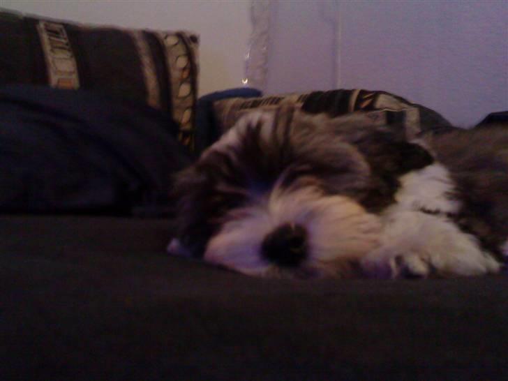 Bichon havanais Glerup's Bibi - Bibi som ligger og sover i min seng, hun var lidt træt efter rejsen hjem til os (:  billede 5