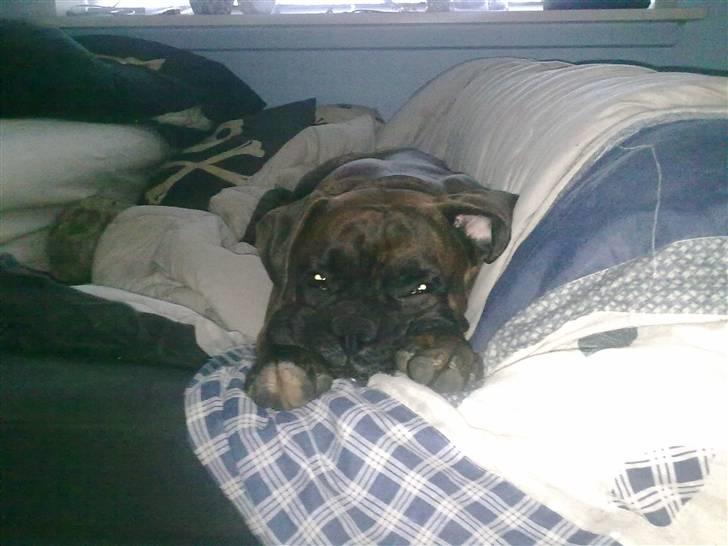 Boxer Mario  - Her venter han på at få sin godnat guffer ... billede 17