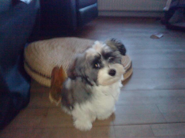 Bichon havanais Glerup's Bibi - bibi sidder og kigger lidt. <3 billede 6