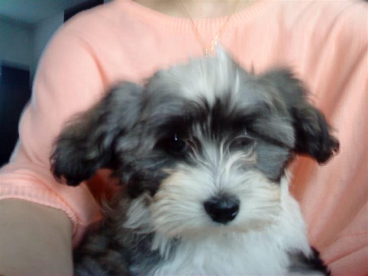 Bichon havanais Glerup's Bibi - Smukke pigen<3 billede 7