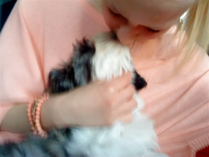 Bichon havanais Glerup's Bibi - Jeg skulle lige kysses lidt på (:  billede 8