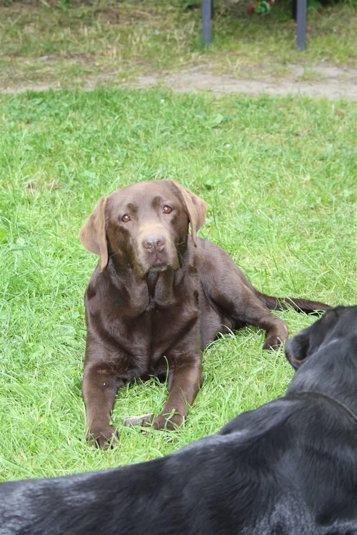 Labrador retriever  Apernille´s Vita (Asta) billede 17