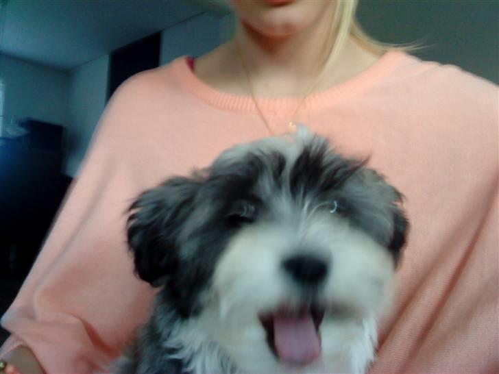 Bichon havanais Glerup's Bibi - hihi <3 billede 9