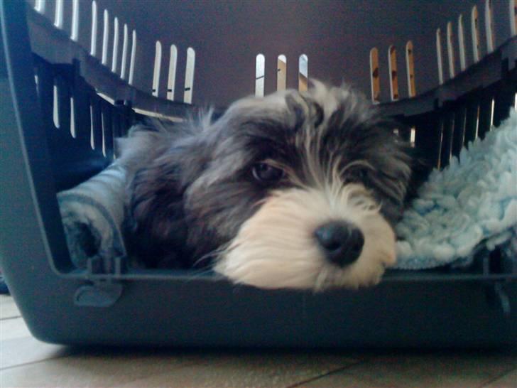 Bichon havanais Glerup's Bibi - Jeg er liidt træt. <3 billede 10