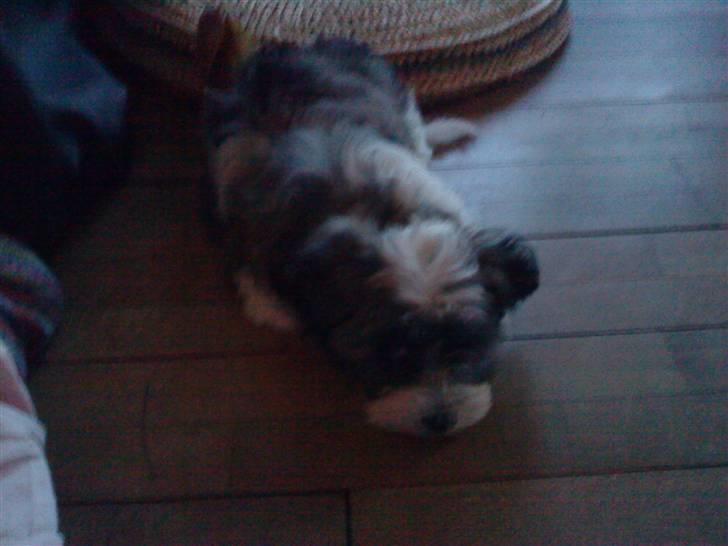 Bichon havanais Glerup's Bibi - Nu gider jeg ikke lege mere :) <3 billede 11