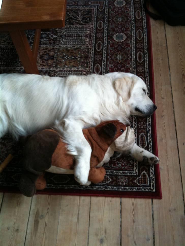 Golden retriever Bounty (RIP)  billede 20