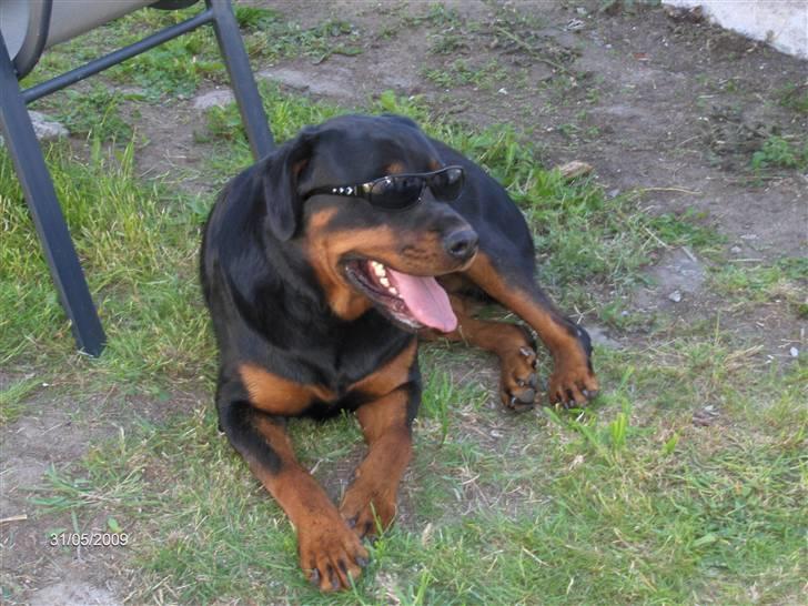 Rottweiler Canto (svigerforælders) - i´m cool billede 1