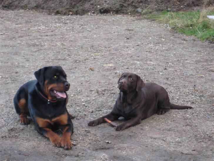 Rottweiler Canto (svigerforælders) billede 6