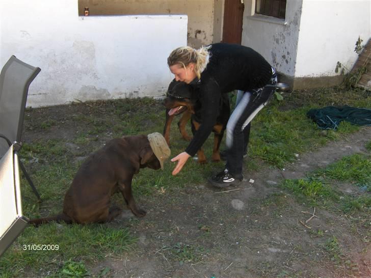 Rottweiler Canto (svigerforælders) billede 7
