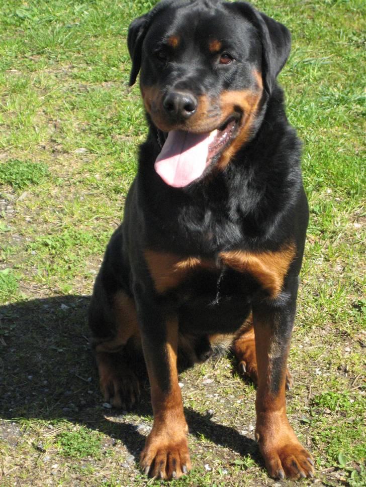 Rottweiler Canto (svigerforælders) billede 8