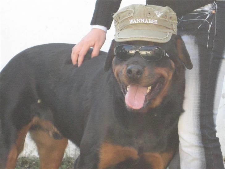 Rottweiler Canto (svigerforælders) - i´m cool billede 9