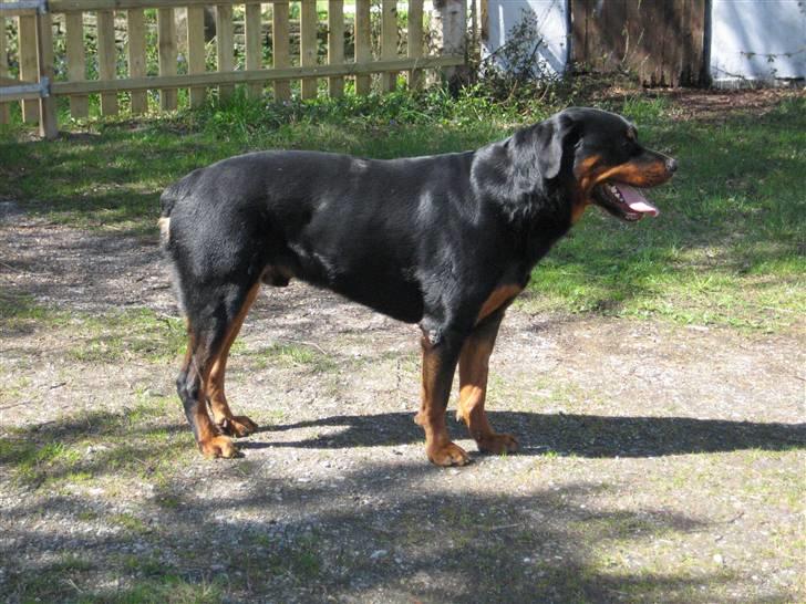 Rottweiler Canto (svigerforælders) billede 12