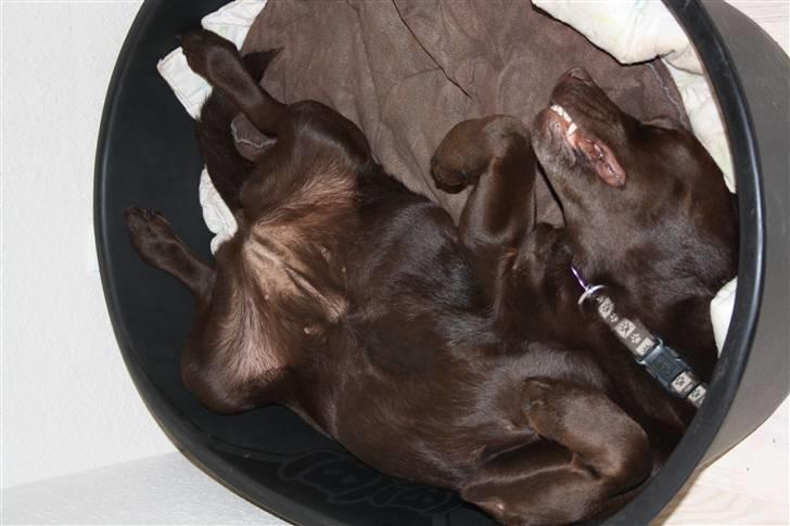 Labrador retriever  Apernille´s Vita (Asta) billede 18