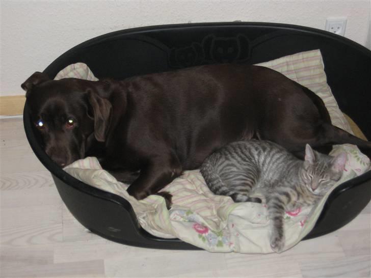 Labrador retriever  Apernille´s Vita (Asta) - hvad? vi slumre :-) billede 19