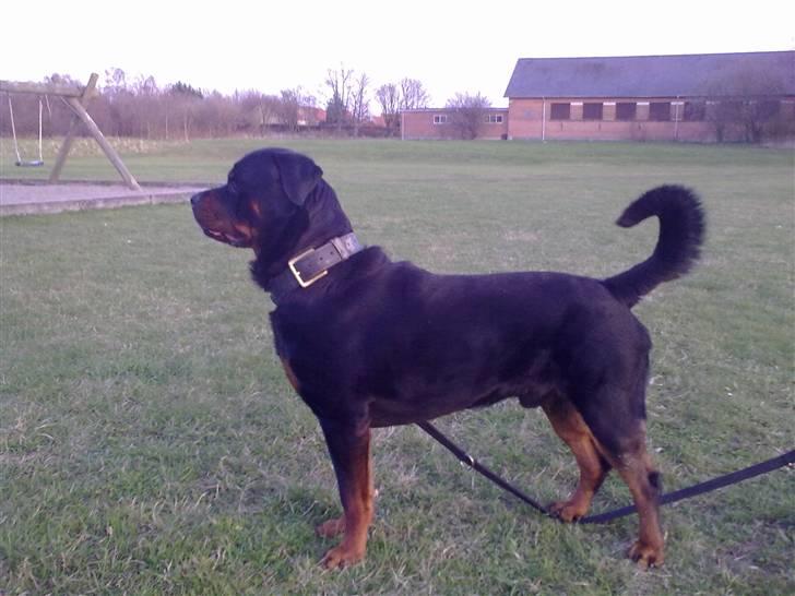 Rottweiler Vom Dornenhof Rocky - så blev jeg 2 år billede 16