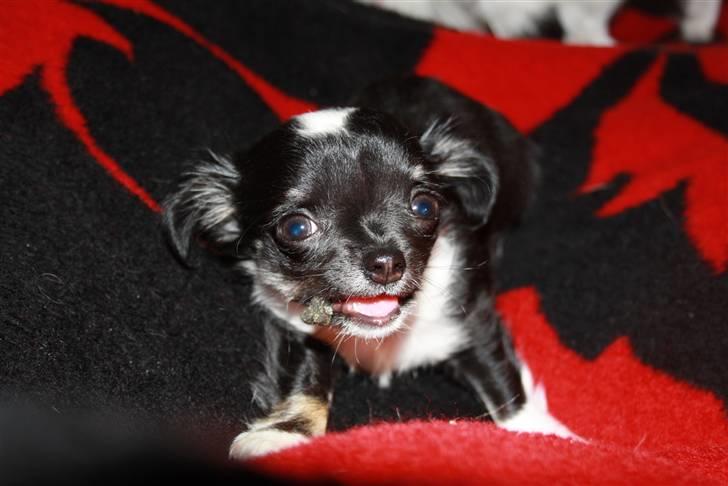 Chihuahua silke - hov hvad sker der lige nu ??? billede 1