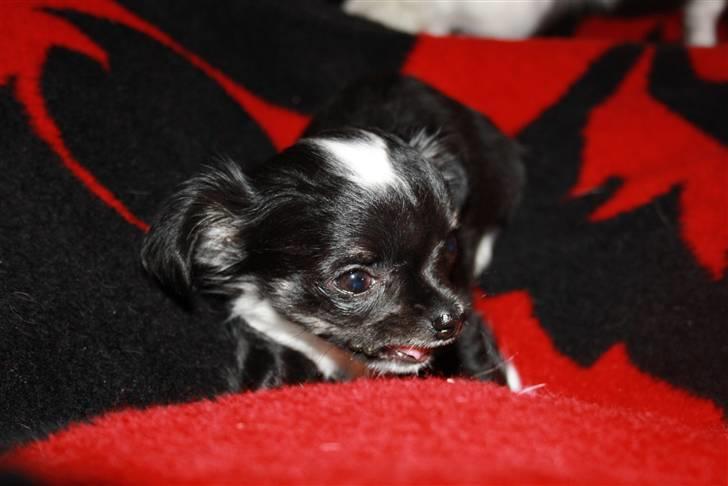 Chihuahua silke billede 2