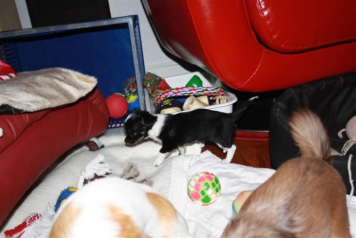 Chihuahua silke - skøn lege plas nala og bailey har der ,det er noget der dur ... billede 3
