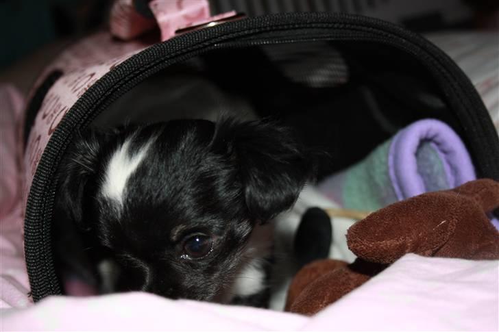Chihuahua silke billede 4