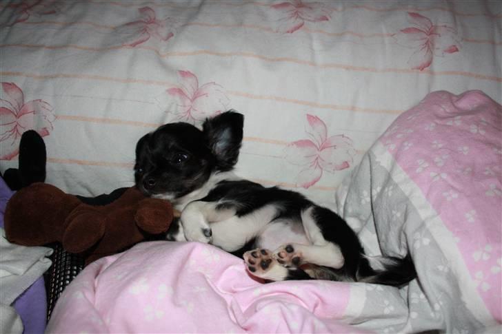 Chihuahua silke - første nat i mit nye hjem .... sover i madmors seng :-) billede 5